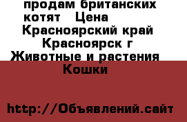 продам британских котят › Цена ­ 3 000 - Красноярский край, Красноярск г. Животные и растения » Кошки   